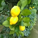 Casa Dei Limoni 마사루브렌세