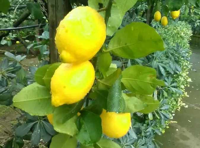 Casa Dei Limoni Масса-Лубренсе